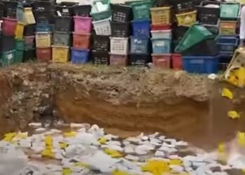 14 Ton Mangga Thailand Ilegal Dimusnahkan