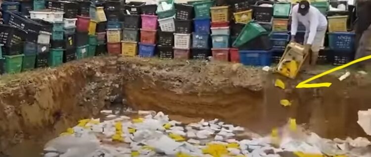 14 Ton Mangga Thailand Ilegal Dimusnahkan