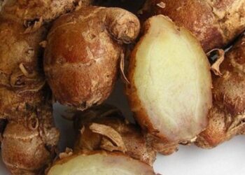 Sehat Alami dengan Kencur: Rahasia Herbal Tradisional untuk Daya Tahan Tubuh