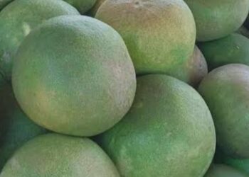 Waspadai Jeruk Bali Saat Minum Obat