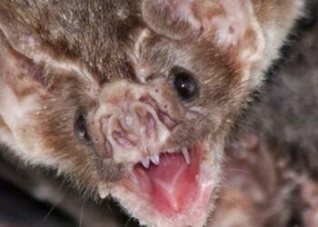 Pria Australia Tewas Akibat Gigitan Kelelawar