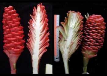 Riset Mikroba dan Jamur Jadi Harapan Baru Peternakan