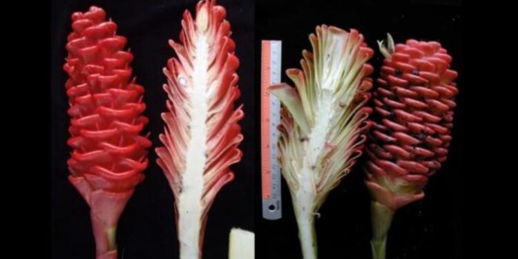 Riset Mikroba dan Jamur Jadi Harapan Baru Peternakan