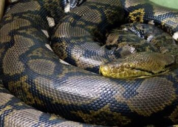 Piton 5–8 M Terjang Petani Buton Selatan