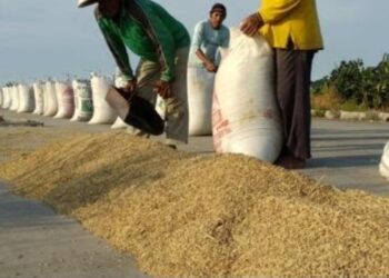 Bapanas: Harga Gabah Petani Tembus Rp6.760/Kg