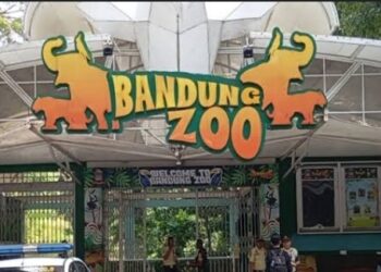 Wali Kota Bandung Geram Konflik Pengelolaan Bandung Zoo Tak Kunjung Usai
