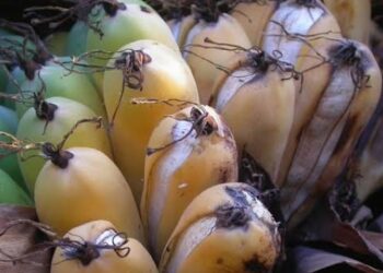 Jakarta Lindungi 33 Buah Langka dari Kepunahan