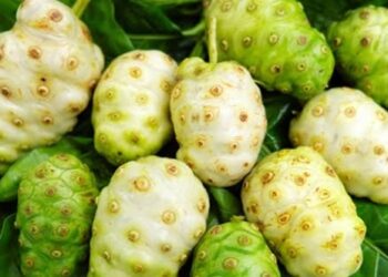 Manfaat Buah Mengkudu untuk Kesehatan Tubuh