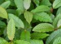 Tanaman Kratom: Manfaat dan Bahaya yang Mengintai