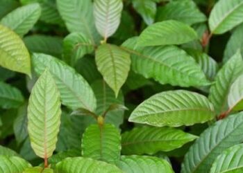Tanaman Kratom: Manfaat dan Bahaya yang Mengintai