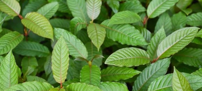 Tanaman Kratom: Manfaat dan Bahaya yang Mengintai