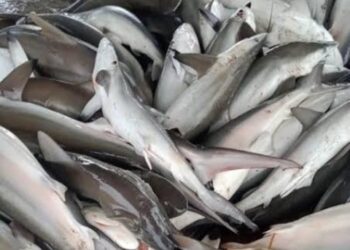 Jenis Ikan yang Paling Sehat untuk Tubuh