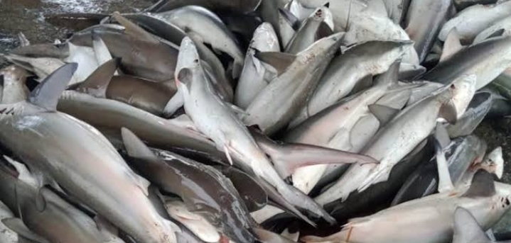 Jenis Ikan yang Paling Sehat untuk Tubuh