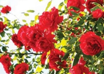 Tips Mekarkan Mawar Pakai Pupuk NPK Mutiara