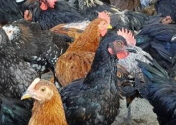Peluang Usaha Ayam KUB Skala Kecil Modal Kecil, Untung Besar