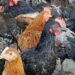 Peluang Usaha Ayam KUB Skala Kecil Modal Kecil, Untung Besar