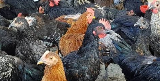 Peluang Usaha Ayam KUB Skala Kecil Modal Kecil, Untung Besar
