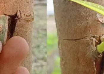 3 Cara Sambung Mangga agar Cepat Berbuah