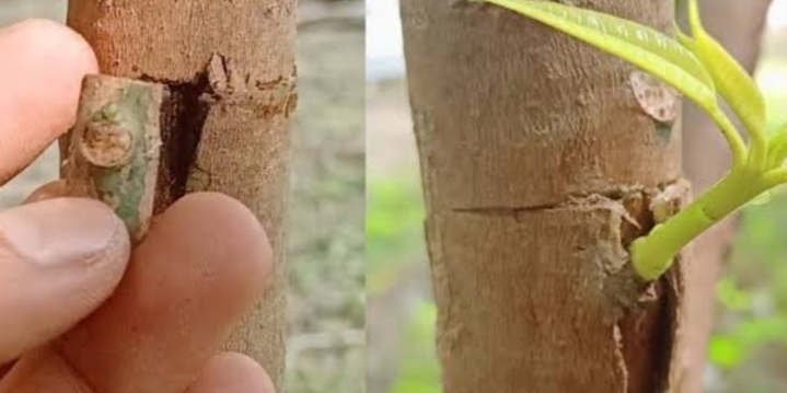 3 Cara Sambung Mangga agar Cepat Berbuah