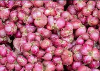 Harga Beras dan Bawang Naik di Mojokerto  Usai Panen Raya