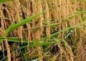 Pencuri Gondol Padi Petani Sragen Tengah Malam Berakibat Gagal Panen