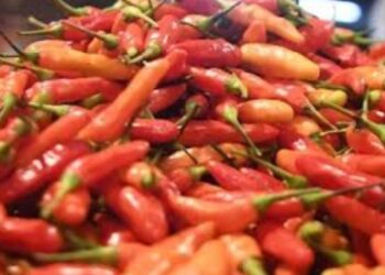 Harga Cabai dan Bawang Turun Signifikan