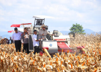 RI Surplus Jagung, Target Ekspor Semakin Dekat