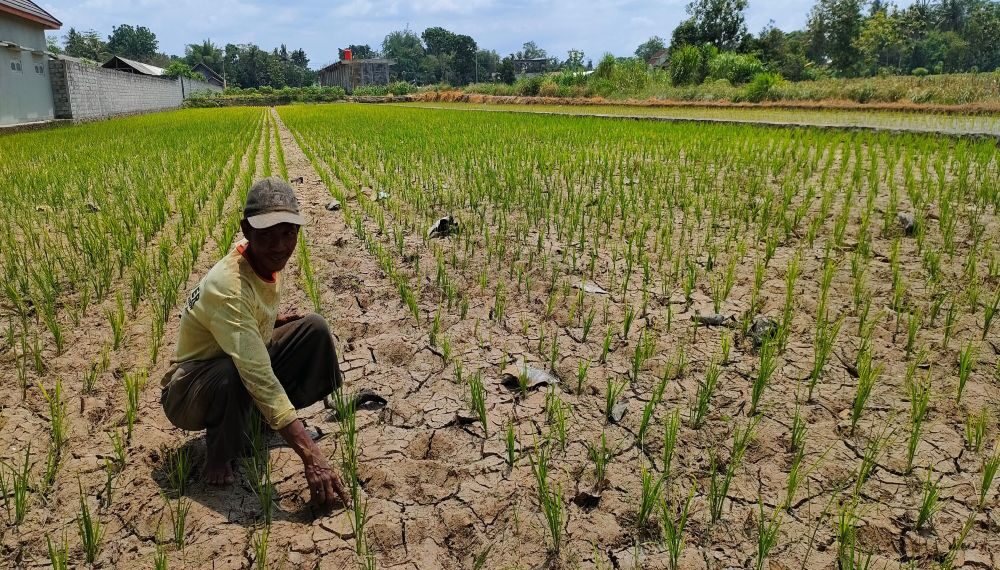 Anomali Iklim Picu Gagal Panen, Solusi Segera Diperlukan