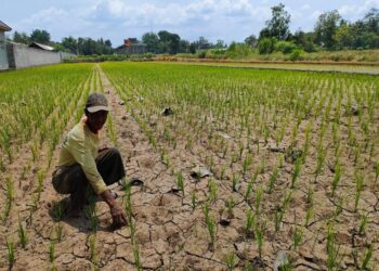 Anomali Iklim Picu Gagal Panen, Solusi Segera Diperlukan