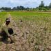 Anomali Iklim Picu Gagal Panen, Solusi Segera Diperlukan