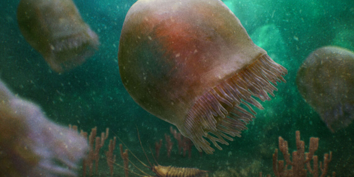 Penemuan Fosil Ubur-ubur Burgessomedusa: Hewan yang Lebih Tua dari Dinosaurus