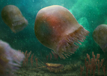 Penemuan Fosil Ubur-ubur Burgessomedusa: Hewan yang Lebih Tua dari Dinosaurus