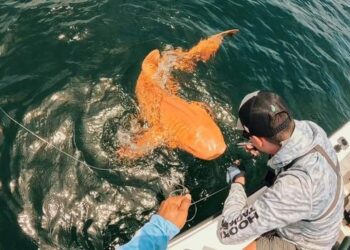 Hiu Orange Super Langka Tiba-Tiba Muncul di Laut