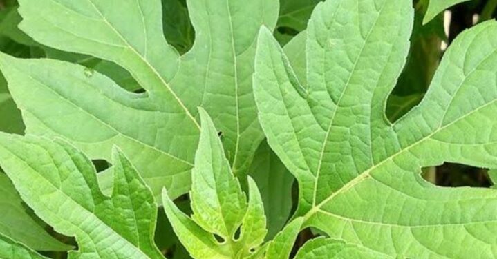 Daun Insulin Ditemukan Bisa Bantu Sembuhkan Diabetes