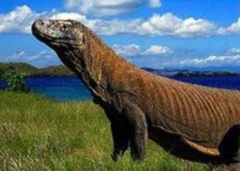 Balai Komodo Tegaskan Larangan Drone Liar