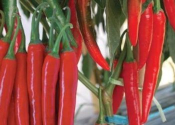 Tips Basmi Hama Cabai Secara Organik  Subur dengan Ramuan Alami