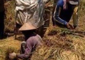 Nasib Penggilingan Padi Kecil dalam Sorotan Beras Medium Dihapus, Bagaimana