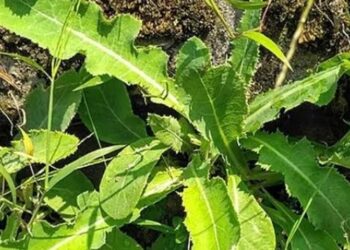 Tempuyung IPB Obat Herbal Kaya Flavonoid, Lawan Radikal Bebas