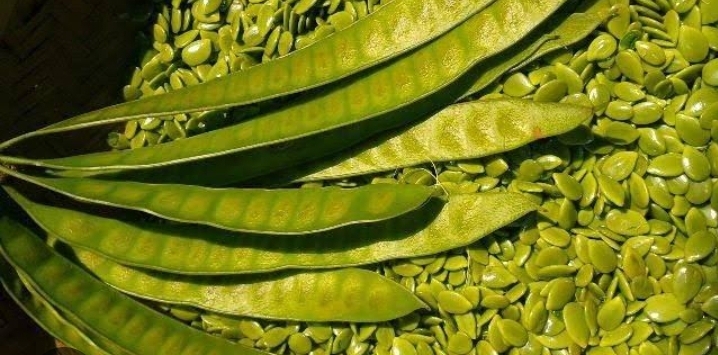 Petai Cina Redakan Asam Lambung, Ini 6 Manfaat Menurut Ahli