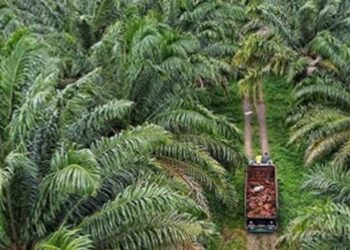 Indonesia Puncaki Negara Penghasil Minyak Sawit Terbesar No 1 Dunia