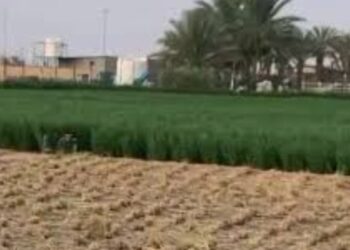 Arab Saudi Ubah Gurun Jadi Lahan Subur