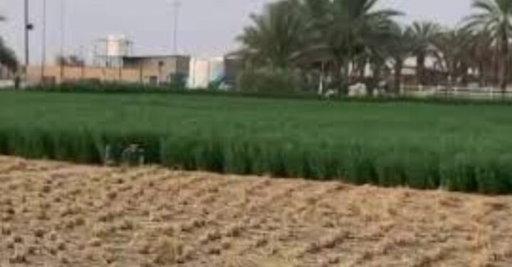 Arab Saudi Ubah Gurun Jadi Lahan Subur