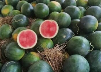 Teknik Menanam Semangka Agar Cepat Panen Dan Manis