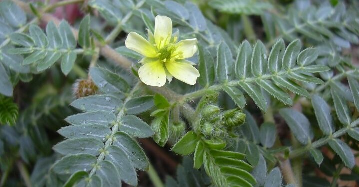 Daun Herbal Ini Tingkatkan Stamina dan Kesuburan