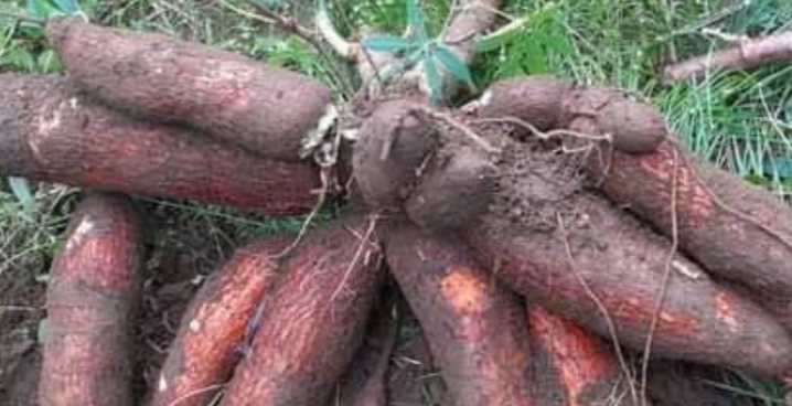 Ubi Singkong Paling Sehat, Begini Caranya