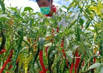 Sayembara di Temanggung Tanam Cabai Panen 2 Kg Cabai Berhadiah Rp 50 Juta