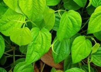 Ramuan Herbal Warisan Leluhur Redakan Sakit Mata