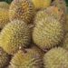 Makan 7 Durian Sehari, Pria Ini Kena Stroke
