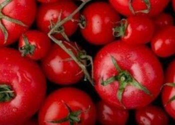 Lima Manfaat Tomat Bagi Kesehatan Tubuh