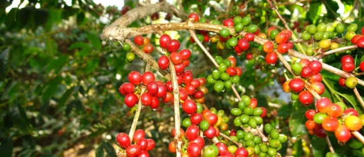 10 Negara Penghasil Kopi Terbesar Dunia Brasil Kuasai Produksi